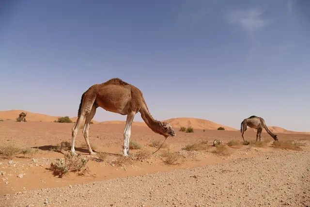 Détails : Dz Annonce Algérie - Un site de petites annonces occasion