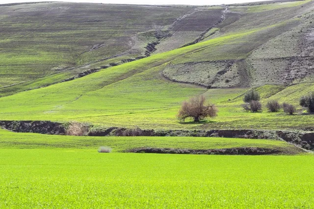 Détails : Dzpages ! Questions / Réponses Algérie