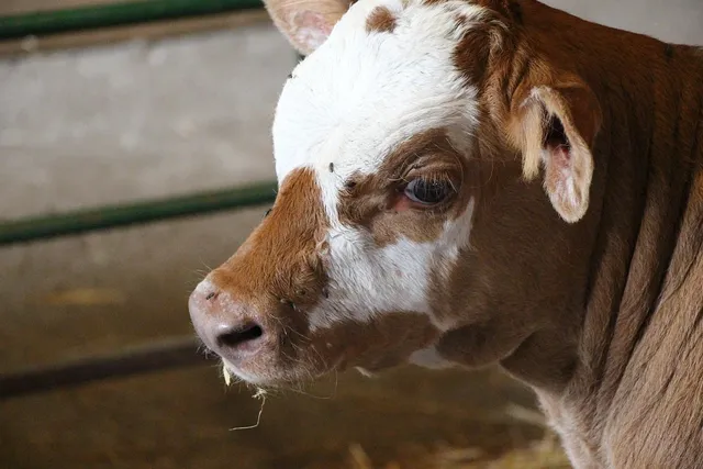 Détails : Palma Nova - Accueil - Conditionnement du lait, transformation du lait, produits laitiers - laits, yaourts brassés aux fruits, yaourts brassés aromatisés, yaourt étuvés, crèmes dessert, flans 
