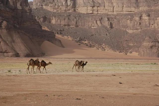 Détails : Algerie 4x4